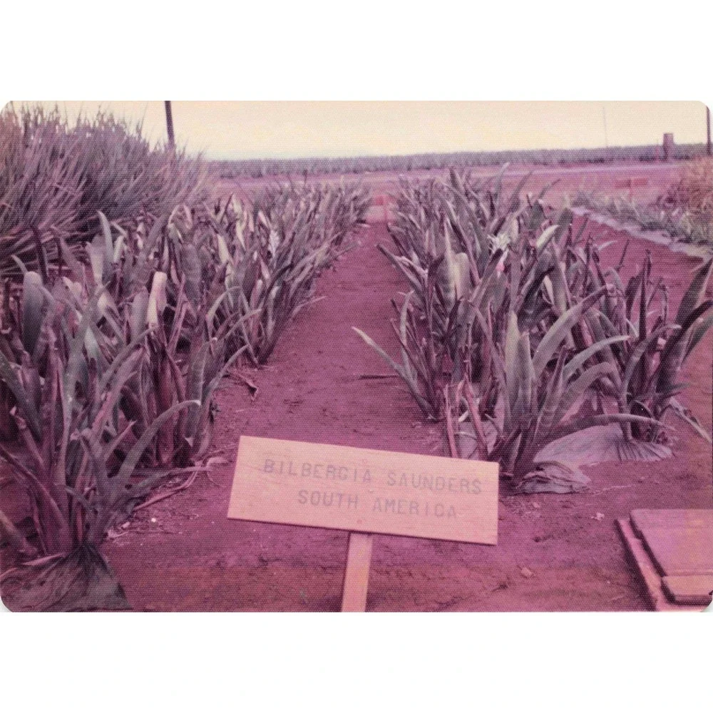Vintage 1970s Hawaii Oahu Del Monte Pineapple Wahiawa Garden Photo Lot of 8 - Picture 5 of 8
